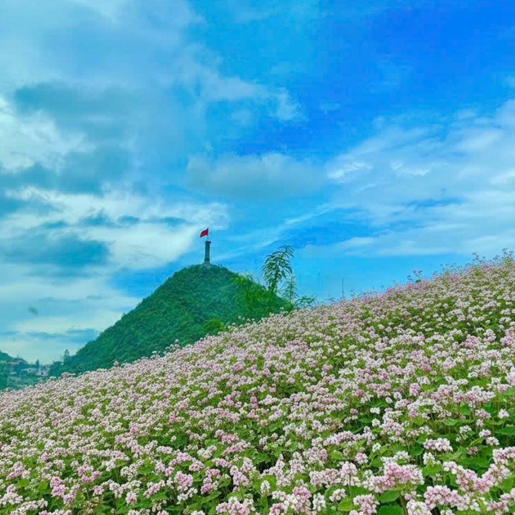 Mùa hoa tam giác mạch Tuyên Quang - vẻ đẹp say đắm giữa mây trời