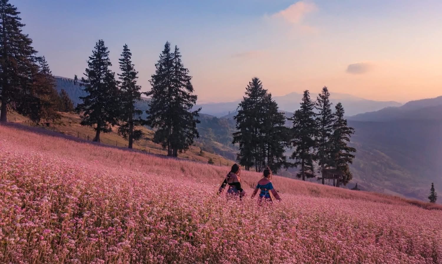 Mùa hoa tam giác mạch Tuyên Quang - vẻ đẹp say đắm giữa mây trời