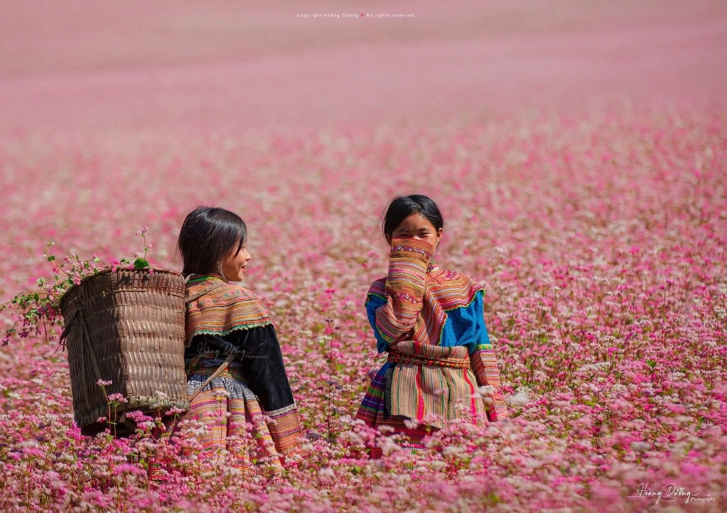 Mùa hoa tam giác mạch Tuyên Quang - vẻ đẹp say đắm giữa mây trời