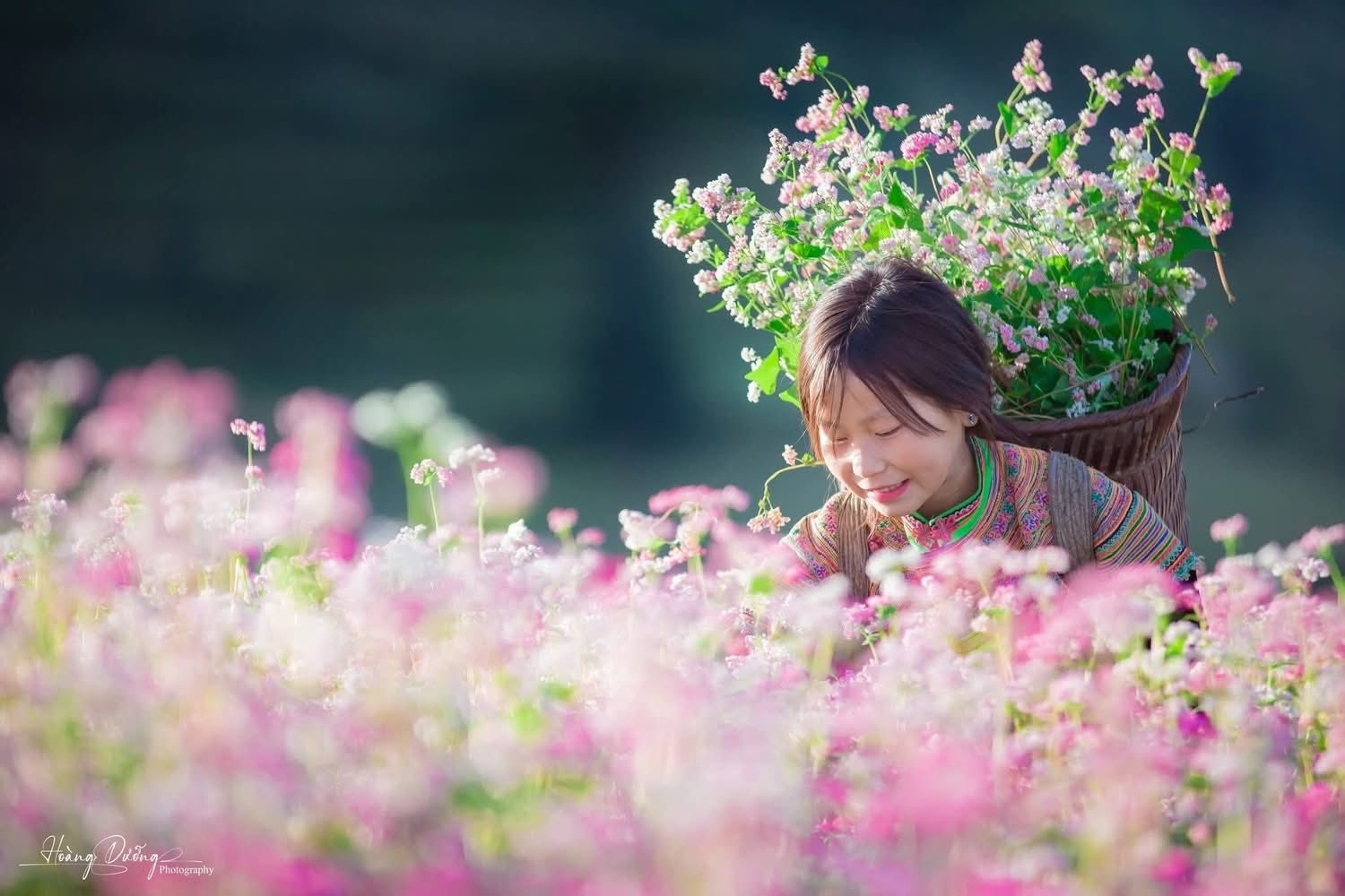 Mùa hoa tam giác mạch Tuyên Quang - vẻ đẹp say đắm giữa mây trời